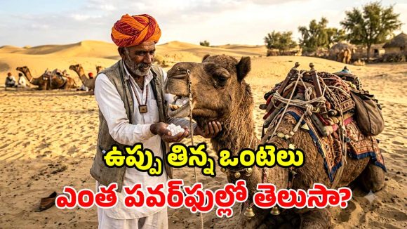 ప్రయాణానికి ముందు ఒంటెలకు ఉప్పు ఎందుకు తినిపిస్తారు? దీని వెనకున్న సైన్స్ ఏంటి?