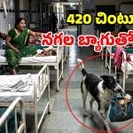 ఆస్పత్రిలో విచిత్రం.. సైలెంట్‌గా వచ్చి.. రూ.4 లక్షలు ఎత్తుకెళ్లిన వీధి కుక్క!