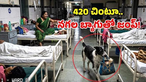ఆస్పత్రిలో విచిత్రం.. సైలెంట్‌గా వచ్చి.. రూ.4 లక్షలు ఎత్తుకెళ్లిన వీధి కుక్క!