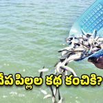 చేపపిల్లల పంపిణీ బిగ్ ట్విస్ట్.. 15 జిల్లాల్లో పడని టెండర్లు.. కాంట్రాక్టర్ల సిండికేట్ వెనుకున్న కథ ఇదే!
