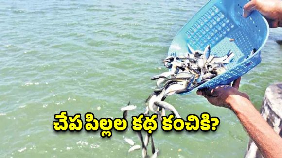 చేపపిల్లల పంపిణీ బిగ్ ట్విస్ట్.. 15 జిల్లాల్లో పడని టెండర్లు.. కాంట్రాక్టర్ల సిండికేట్ వెనుకున్న కథ ఇదే!