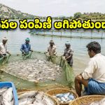 చేప పిల్లల పంపిణీకి బకాయిల బ్రేక్.. సస్పెన్స్‌లో మత్స్యకారుల భవిష్యత్తు!