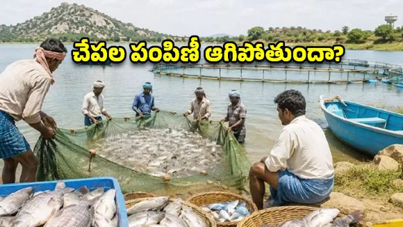 చేప పిల్లల పంపిణీకి బకాయిల బ్రేక్.. సస్పెన్స్‌లో మత్స్యకారుల భవిష్యత్తు!