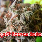 ఖమ్మంలో పోలీసుల మెరుపు దాడి.. 324 కిలోల గంజాయి సీజ్!