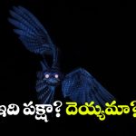 పగలు చెట్టు కొమ్మలా.. రాత్రి దెయ్యంలా.. ఈ పక్షి అరుపు వింటే వెన్నులో వణుకుపుట్టాల్సిందే!