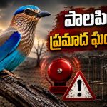 ప్రమాదంలో పాలపిట్ట.. రాష్ట్ర పక్షి ఇక కంటికి కనిపించదా?