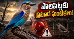 జూనియర్ ఐఏఎస్‌లకు బంపర్ ఆఫర్.. సీఎం రేవంత్ టూర్ లిస్ట్‌లో బిగ్ చేంజెస్!