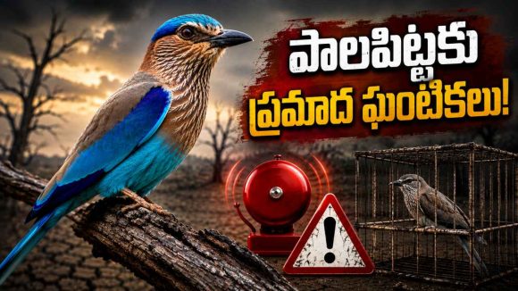 ప్రమాదంలో పాలపిట్ట.. రాష్ట్ర పక్షి ఇక కంటికి కనిపించదా?