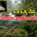 120 ఏళ్ల నాటి రాక్షస చేప.. దోమల నివారణకు తెస్తే.. దీవినే మింగేస్తోంది..!