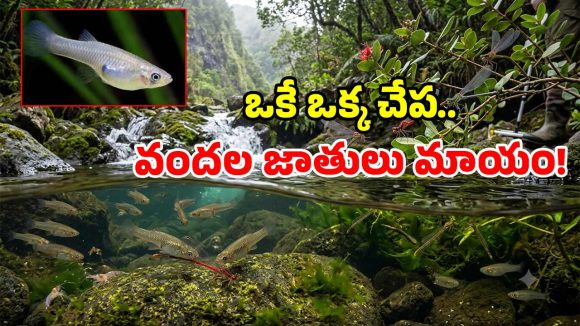 120 ఏళ్ల నాటి రాక్షస చేప.. దోమల నివారణకు తెస్తే.. దీవినే మింగేస్తోంది..!
