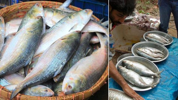 Pulasa Fish: తగ్గుతున్న పులస చేప.. అదేనా అసలు కారణం, మార్కెట్లో దొరికినా..