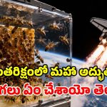 స్పేస్‌లోకి 3,301 తేనెటీగలు.. 1984లో నాసా చేసిన ఈ ప్రయోగం చూస్తే.. ఇప్పటికీ గూస్‌బంప్స్ పక్కా!