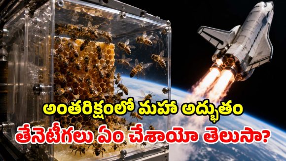 స్పేస్‌లోకి 3,301 తేనెటీగలు.. 1984లో నాసా చేసిన ఈ ప్రయోగం చూస్తే.. ఇప్పటికీ గూస్‌బంప్స్ పక్కా!