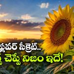 పొద్దుతిరుగుడు పువ్వు నిజంగానే సూర్యుడి వైపు తిరుగుతుందా? అసలు నిజం తెలిస్తే ఆశ్చర్యపోవడం పక్కా!