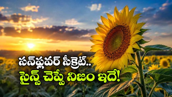 పొద్దుతిరుగుడు పువ్వు నిజంగానే సూర్యుడి వైపు తిరుగుతుందా? అసలు నిజం తెలిస్తే ఆశ్చర్యపోవడం పక్కా!