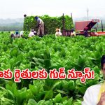 ఏపీ పొగాకు రైతులకు కేంద్రం గుడ్ న్యూస్ .. కీలక ప్రకటన చేసిన కేంద్రమంత్రి!