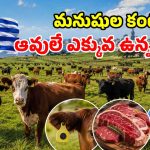 ఆవులదే రాజ్యం.. మనుషులు సైలెంట్.. ఈ వింత దేశం గురించి తెలుసా?