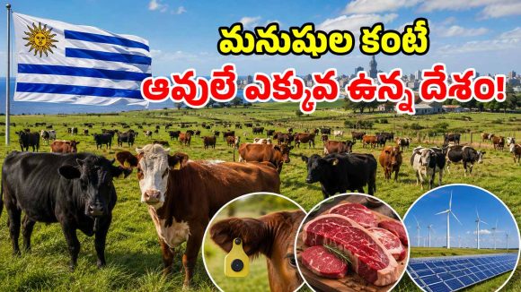ఆవులదే రాజ్యం.. మనుషులు సైలెంట్.. ఈ వింత దేశం గురించి తెలుసా?