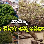 పై నుంచి చూస్తే దీన్ని అడవి అనుకుంటారు.. కానీ, అది అతి పెద్ద చెట్టు, ఎక్కడుందంటే?