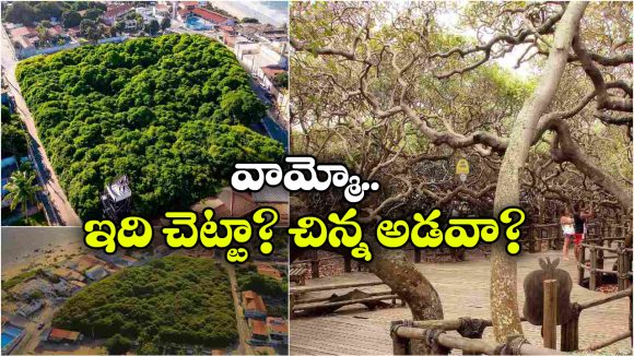 పై నుంచి చూస్తే దీన్ని అడవి అనుకుంటారు.. కానీ, అది అతి పెద్ద చెట్టు, ఎక్కడుందంటే?