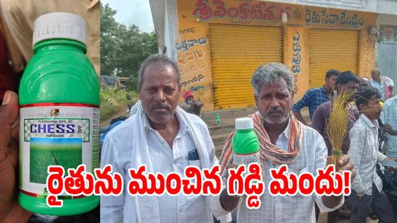 దౌల్తాబాద్‌లో షాకింగ్ ఘటన.. గడ్డి మందు పిచికారీతో 8 ఎకరాల వరి పంట ధ్వంసం!