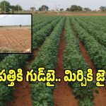పత్తి పంటకు గుడ్‌బై.. గద్వాల రైతులలో ఊహించని బిగ్ చేంజ్!