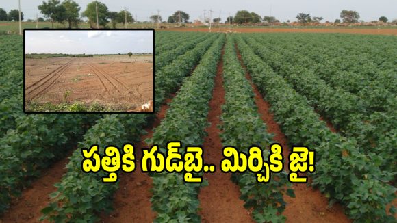 పత్తి పంటకు గుడ్‌బై.. గద్వాల రైతులలో ఊహించని బిగ్ చేంజ్!