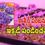 కాశ్మీర్ కుంకుమ పువ్వు ఇప్పుడు జగ్గయ్యపేటలో.. రిటైర్డ్ శాస్త్రవేత్త వినూత్న ప్రయోగం!