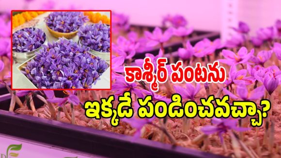 కాశ్మీర్ కుంకుమ పువ్వు ఇప్పుడు జగ్గయ్యపేటలో.. రిటైర్డ్ శాస్త్రవేత్త వినూత్న ప్రయోగం!
