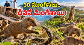 1979లో దీవిలోకి 30 ముంగిసలు.. కట్ చేస్తే ప్రభుత్వానికే చుక్కలు.. 45 ఏళ్లలో ఊహించని విధ్వంసం!