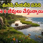భూమిని కాపాడుతున్న సూపర్ పవర్స్.. మనుషులు కాదండోయ్.. ఈ 6 జీవులే రియల్ హీరోస్!