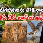 మగ జీవులను నీచంగా చూసే.. భయంకరమైన ఆడ జంతువులు.. ఇవి చాలా డేంజర్ భయ్యా!
