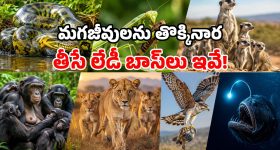 మగ జీవులను నీచంగా చూసే.. భయంకరమైన ఆడ జంతువులు.. ఇవి చాలా డేంజర్ భయ్యా!