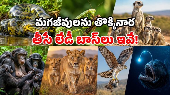 మగ జీవులను నీచంగా చూసే.. భయంకరమైన ఆడ జంతువులు.. ఇవి చాలా డేంజర్ భయ్యా!