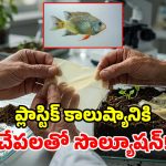 శాస్త్రవేత్తల సంచలనం.. చేపల పొలుసులతో సరికొత్త ప్లాస్టిక్.. మట్టిలో వేస్తే 8 వారాల్లోనే మాయం!