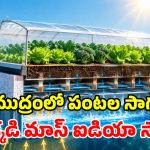సముద్రంపైనే అద్భుత వ్యవసాయం.. ఉప్పు నీటితో కూరగాయల సాగు.. అదరగొట్టేశారు కదయ్యా!
