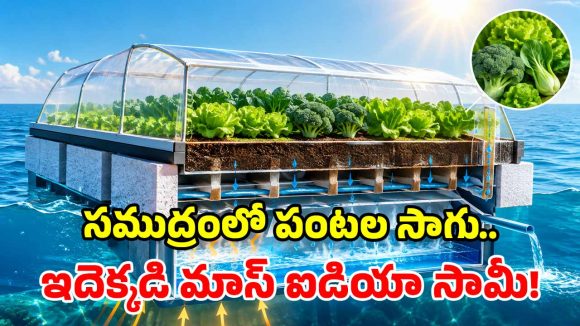 సముద్రంపైనే అద్భుత వ్యవసాయం.. ఉప్పు నీటితో కూరగాయల సాగు.. అదరగొట్టేశారు కదయ్యా!