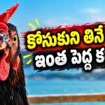 కోడి చుట్టూ తిరిగే కథ… చివర్లో వచ్చే ట్విస్ట్ ఊహించడం కష్టం… తెలుగులోనే స్ట్రీమింగ్