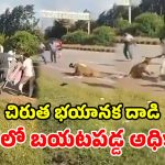 చిరుతను ఢీకొట్టిన కారు.. సాయం కోసం వచ్చిన అధికారిపై దాడి చేసిన క్రూరమృగం.. షాకింగ్ వీడియో!