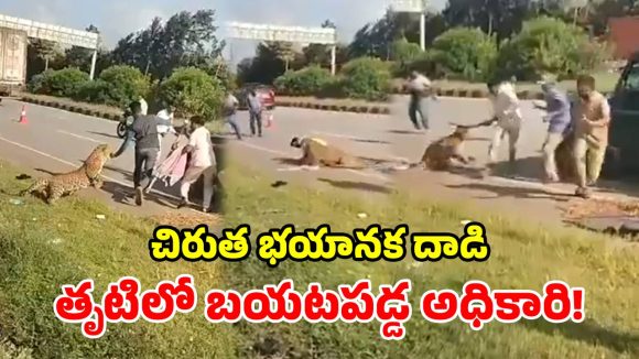 చిరుతను ఢీకొట్టిన కారు.. సాయం కోసం వచ్చిన అధికారిపై దాడి చేసిన క్రూరమృగం.. షాకింగ్ వీడియో!