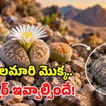 రాయిలా నటిస్తూ.. ప్రపంచాన్నే బురిడి కొట్టిస్తున్న అరుదైన మెుక్క.. ఏమన్నా తెలివా?