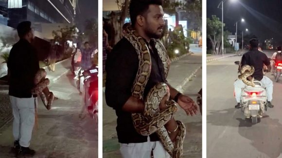 భారీ కొండచిలువతో ప్రజలు బెంబేలు.. హైదరాబాద్ ఐటీ కారిడార్‌లో, వీడియో వైరల్