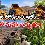 అడవిలో పారేసిన 12 టన్నుల నారింజ వ్యర్థాలు.. 15 ఏళ్ల తర్వాత జరిగింది చూసి.. యావత్ ప్రపంచమే షాక్!