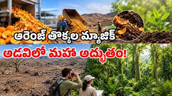 అడవిలో పారేసిన 12 టన్నుల నారింజ వ్యర్థాలు.. 15 ఏళ్ల తర్వాత జరిగింది చూసి.. యావత్ ప్రపంచమే షాక్!