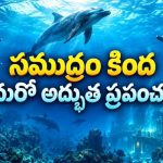 సముద్రం కింద మరో అద్భుత ప్రపంచం… ఎడారిలోనూ వేలాది జీవుల వింత జీవితం… కళ్లకు విందు చేసే నేచర్ డాక్యుమెంటరీ