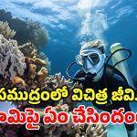 సముద్రగర్భంలోని వింత జీవిని.. భూమిపై వదిలేసిన శాస్త్రవేత్తలు.. 455 రోజుల తర్వాత చూస్తే..!