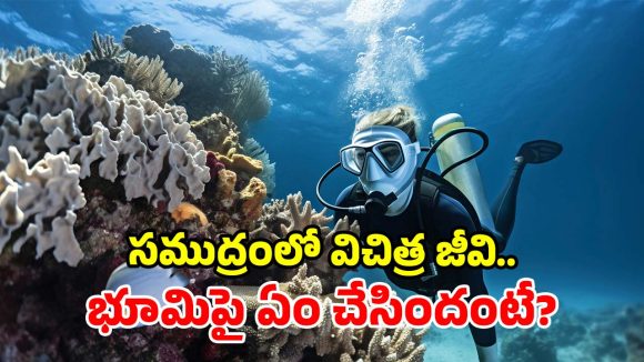 సముద్రగర్భంలోని వింత జీవిని.. భూమిపై వదిలేసిన శాస్త్రవేత్తలు.. 455 రోజుల తర్వాత చూస్తే..!