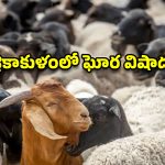 శ్రీకాకుళంలో తీవ్ర విషాదం..  పురుగుల మందు కొట్టిన ఆకులు తిని 35 మూగజీవులు మృతి!