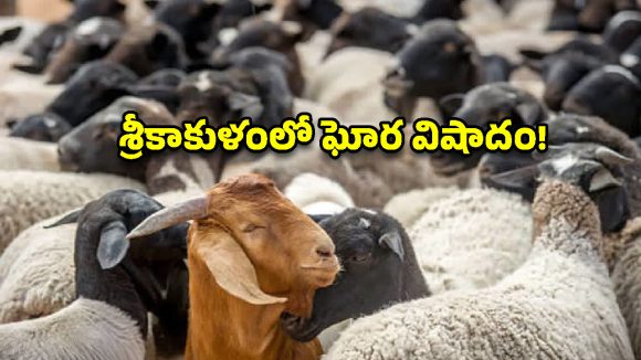 శ్రీకాకుళంలో తీవ్ర విషాదం..  పురుగుల మందు కొట్టిన ఆకులు తిని 35 మూగజీవులు మృతి!