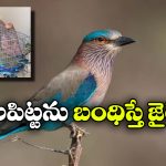 పాలపిట్టను బంధిస్తే కఠిన చర్యలు.. దసరా వేళ ప్రభుత్వం సీరియస్ వార్నింగ్!